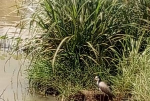 6 timers fuglekiggeri i Nairobi Nationalpark