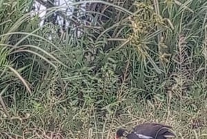 6 uur vogels kijken in nationaal park Nairobi