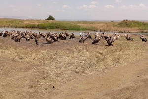 6hrs de Observación de Aves en el Parque Nacional de Nairobi