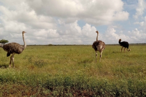 6hrs of Birdwatching in Nairobi National park