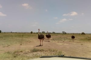 6 timers fuglekiggeri i Nairobi Nationalpark