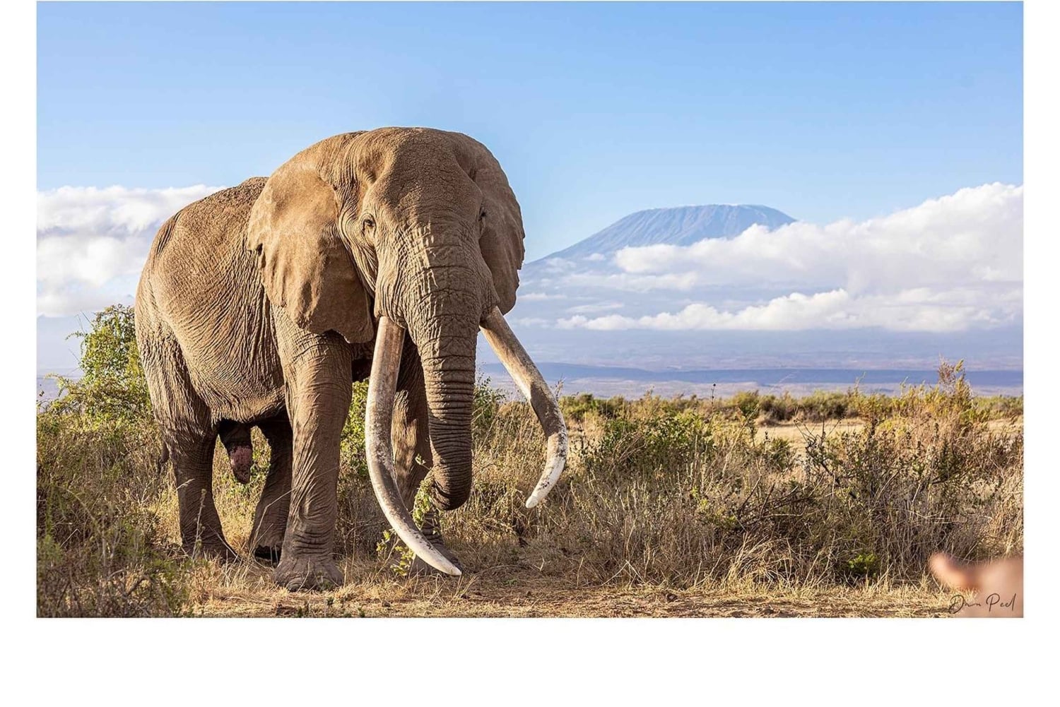 7-Day Kenya and Tanzania Safari Tour