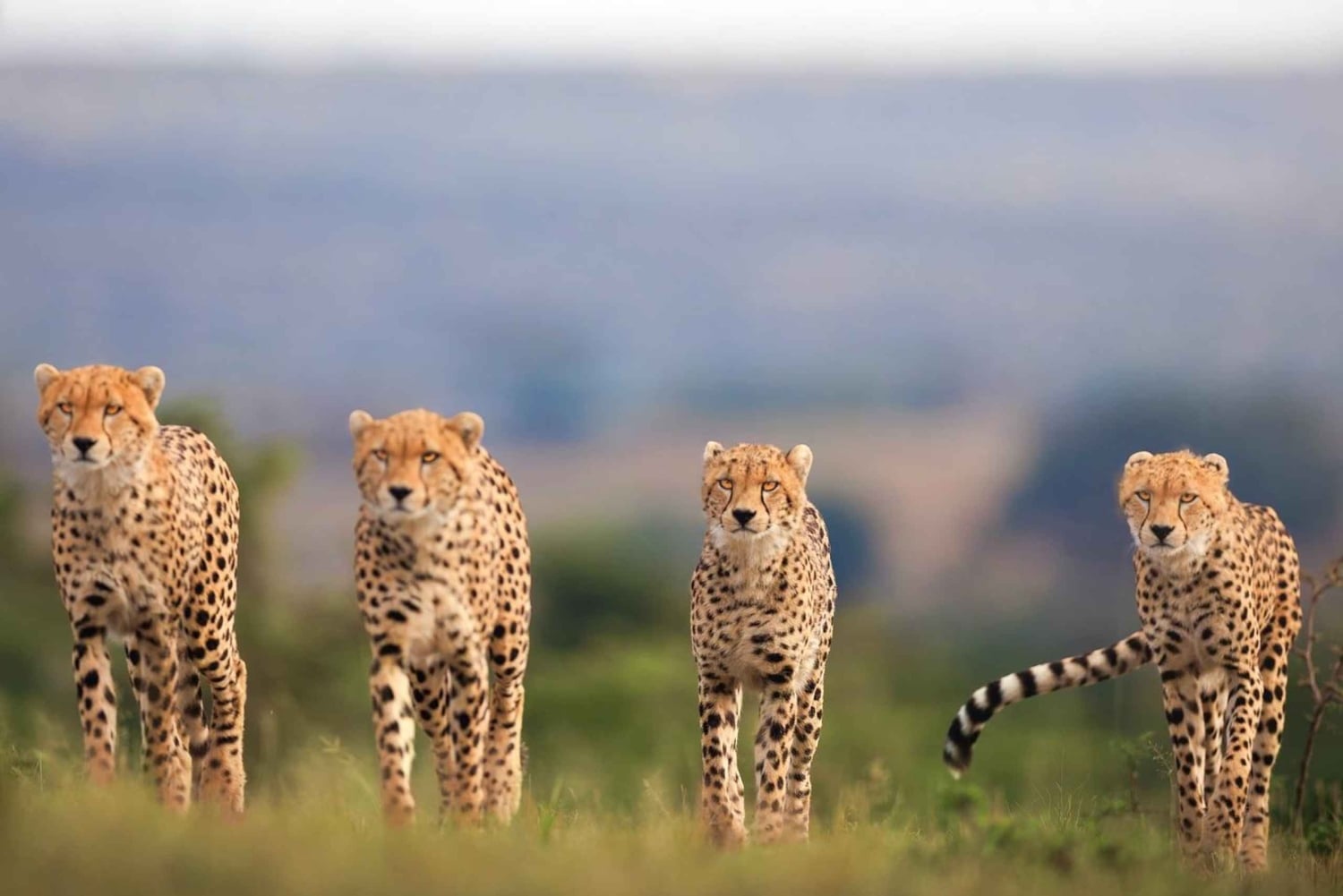 7-Day Kenya and Tanzania Safari Tour