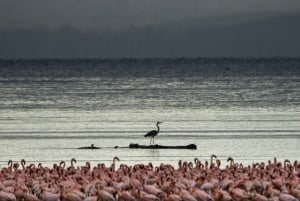 7-дневный сафари-тур по Кении и Танзании