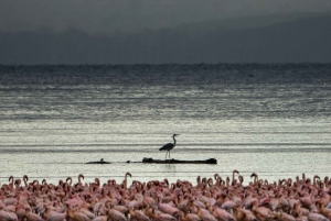 7-dages safari i Kenya og Tanzania