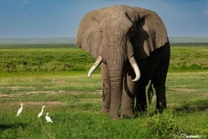 7-Day Kenya and Tanzania Safari Tour