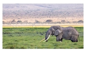 7-Day Kenya and Tanzania Safari Tour