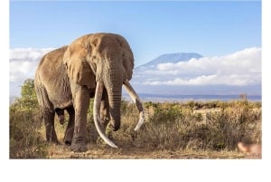 7-Day Kenya and Tanzania Safari Tour