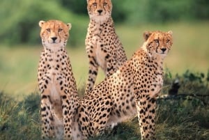 7-Day Kenya and Tanzania Safari Tour