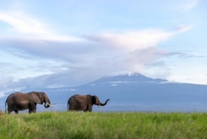 7-Day Kenya and Tanzania Safari Tour