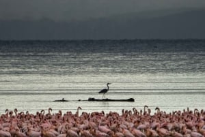 7-Day Kenya and Tanzania Safari Tour