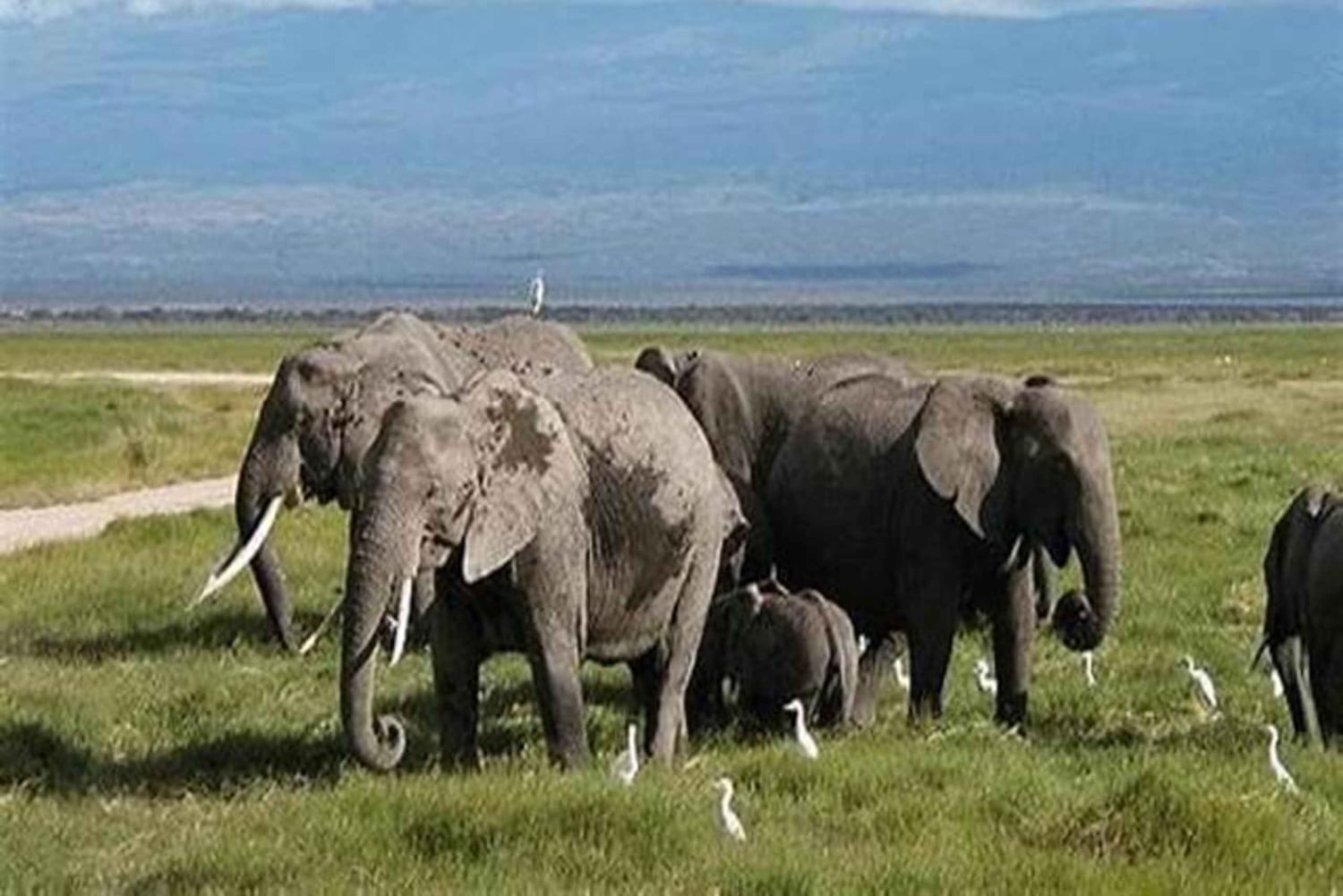 Safari clássico de 7 dias no Quénia