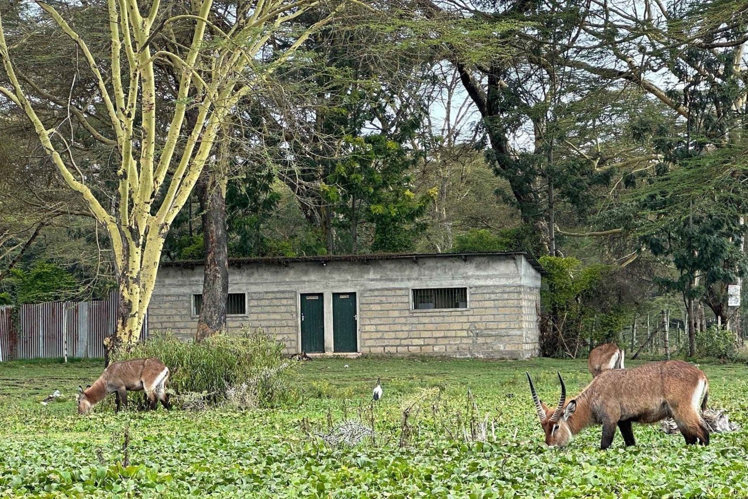 Safari clássico de 7 dias no Quénia