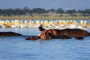 Safari clássico de 7 dias no Quénia