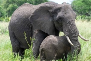 7-tägige Safari zur Gnuswanderung und Kultur