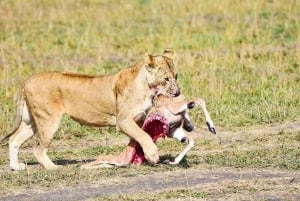 7 Days 6 Nights Kenya Classic Magical Safari Itinerary