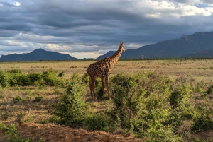 7 päivän Best of Tansania - Kenia safari
