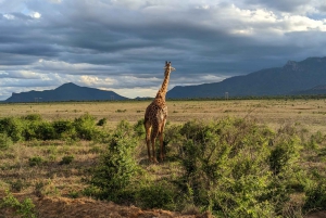 7 päivän Best of Tansania - Kenia safari