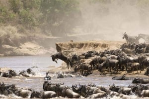 7 days group safari to Maasai mara,nakuru,naivasha,amboseli