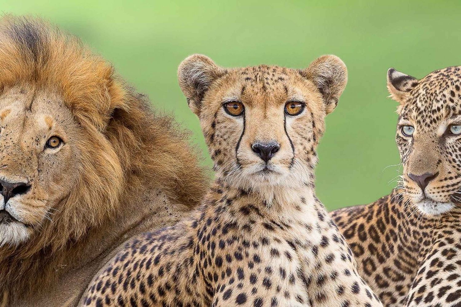 Safari urbano y por la sabana de 7 días por lo más destacado de Kenia