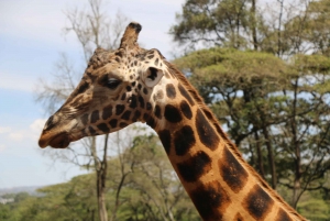7 Days Highlight Of Kenya Urban & Bush Safari