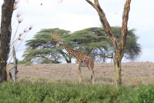 7 Days Highlight Of Kenya Urban & Bush Safari