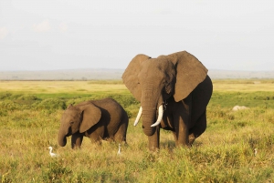 7 Days Masai Mara, Amboseli National Park & L. Nakuru