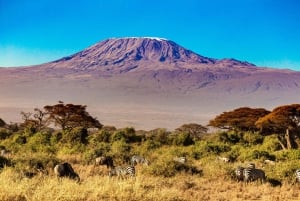 7-dagars Rongai Route Kilimanjaro klättring Gruppresa