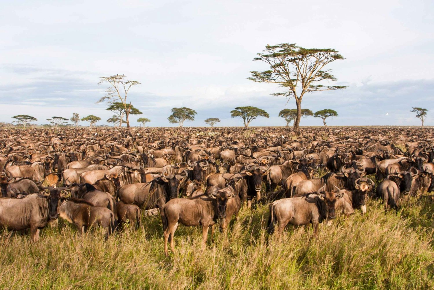 7 Days Tanzania Best Migration Safari