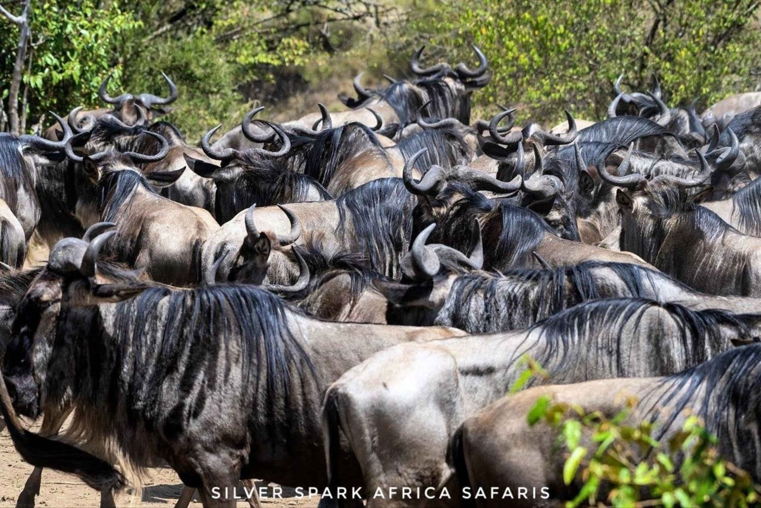 Circuit de 8 jours dans le parc d'Amboseli, le lac Nakuru et le parc du Masai Mara