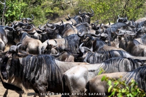 Circuit de 8 jours dans le parc d'Amboseli, le lac Nakuru et le parc du Masai Mara