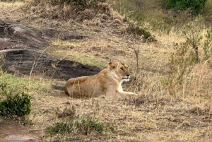 Circuit de 8 jours dans le parc d'Amboseli, le lac Nakuru et le parc du Masai Mara