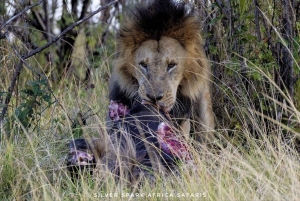 Circuit de 8 jours dans le parc d'Amboseli, le lac Nakuru et le parc du Masai Mara