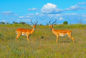 8-dagers autentisk Kenya-safari med kultur, safari og dyreliv