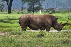 8-dagers autentisk Kenya-safari med kultur, safari og dyreliv