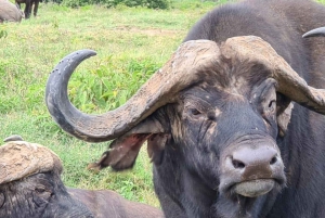 8-dagers autentisk Kenya-safari med kultur, safari og dyreliv