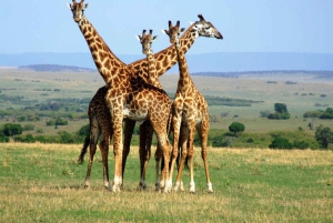 8-dagers autentisk Kenya-safari med kultur, safari og dyreliv