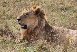 8-dagers autentisk Kenya-safari med kultur, safari og dyreliv