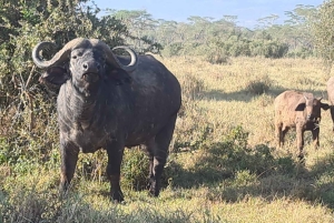 Safari authentique de 8 jours au Kenya : culture, safari et faune