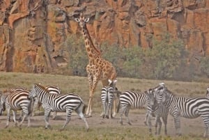 Safari authentique de 8 jours au Kenya : culture, safari et faune