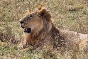 Safari authentique de 8 jours au Kenya : culture, safari et faune