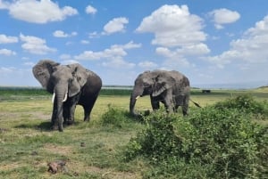 Safari authentique de 8 jours au Kenya : culture, safari et faune