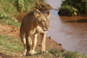 8-Day Discovery Kenya Safari – Ultimate Jeep Safari