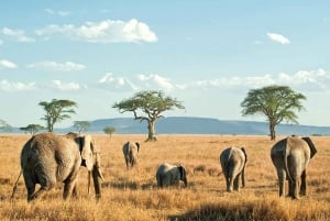 8-Day Discovery Kenya Safari – Ultimate Jeep Safari