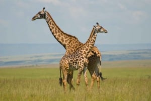 8-Day Discovery Kenya Safari – Ultimate Jeep Safari