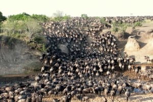 8-dagars safari med gruppbudget genom Kenya och Tanzania