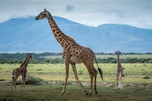 8-Day Group budget Safari Through Kenya and Tanzania