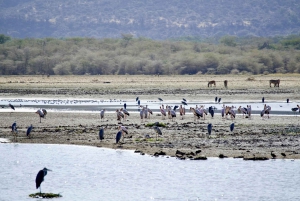 8-dagars safari med gruppbudget genom Kenya och Tanzania