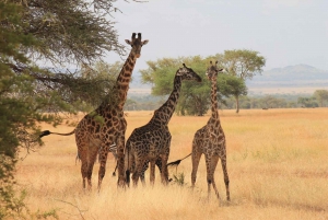 8-dages gruppebudgetsafari gennem Kenya og Tanzania