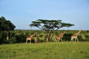 8-dagars safari med gruppbudget genom Kenya och Tanzania